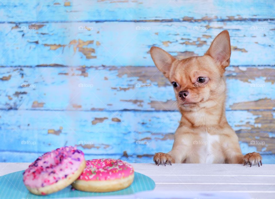 Dog chihuahua and donuts 