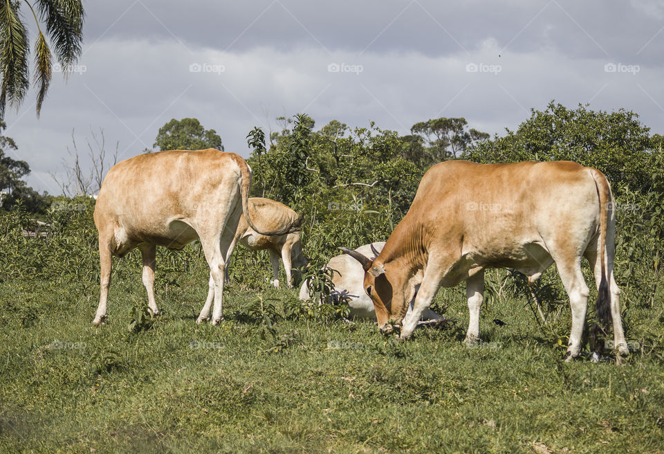 Bull and cow grazing