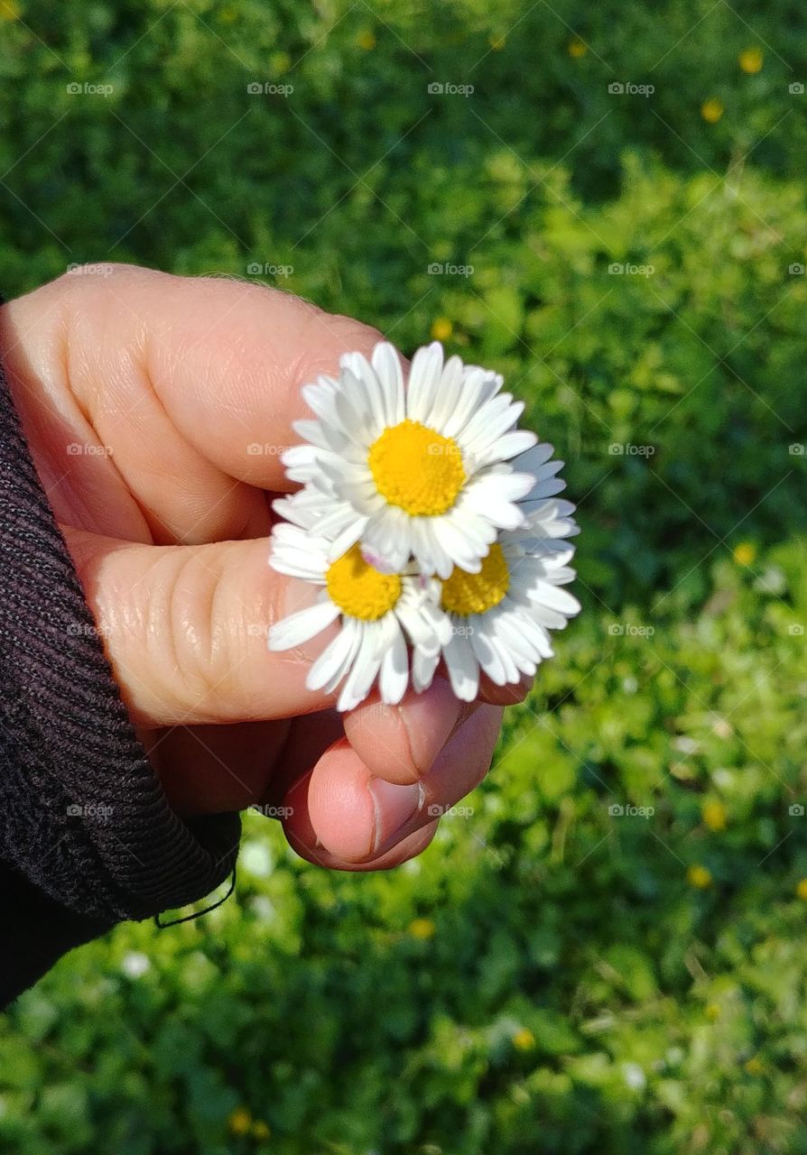 hand Blumen wiese
