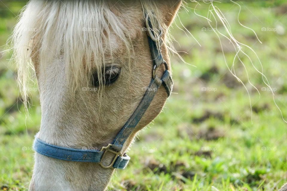 Close-up of horse grazing on field