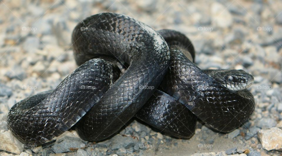 eastern rat snake