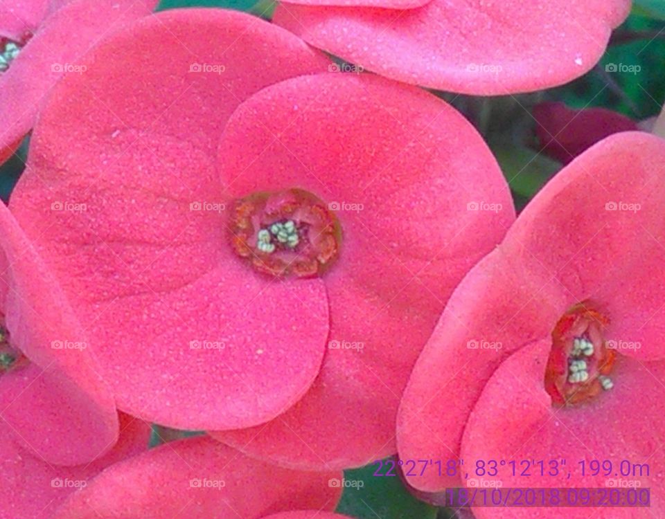 This is a light rad flowers showing beautiful.