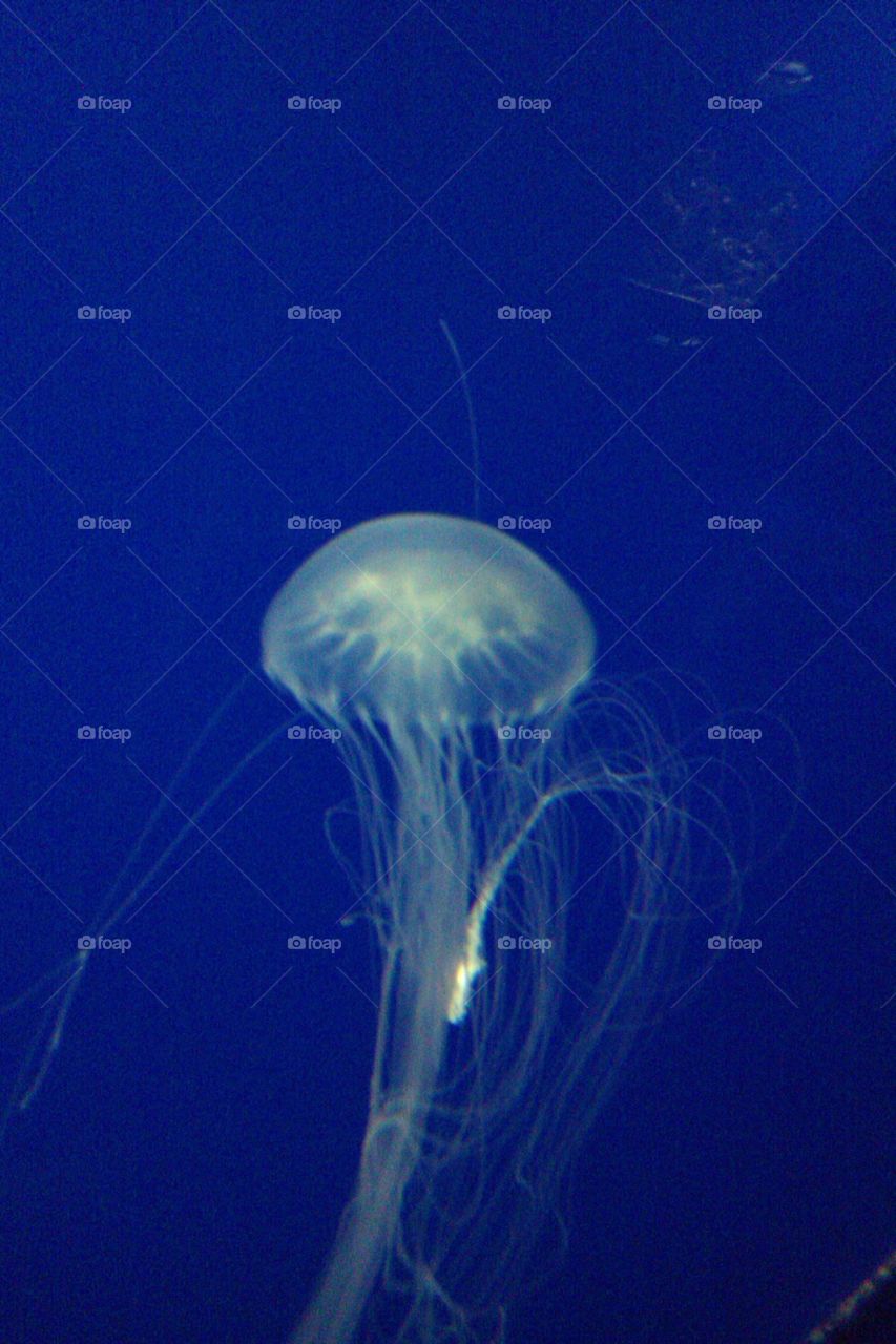 Trailing . JellyFish in a tank.