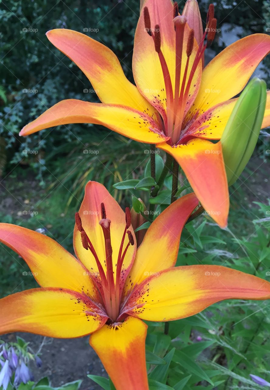 Lilies