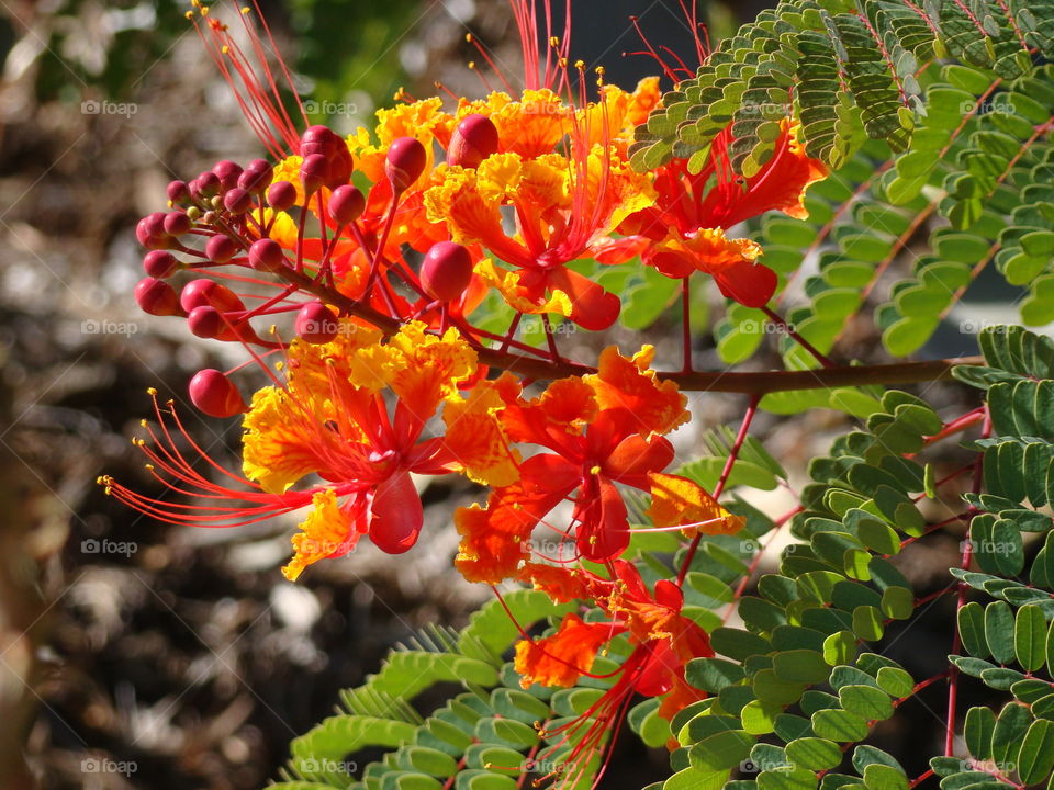 Bright flowers