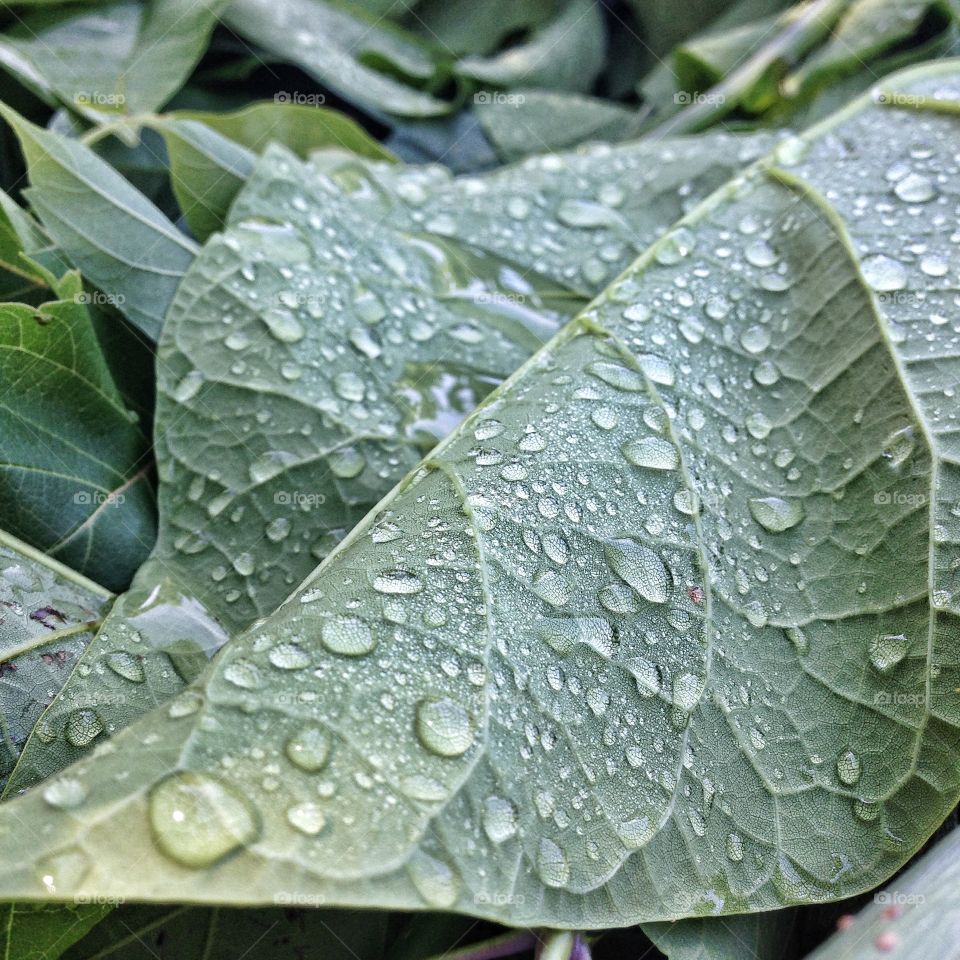Leaf Raindrop Detail. Close up photo of rain drops on a leaf
