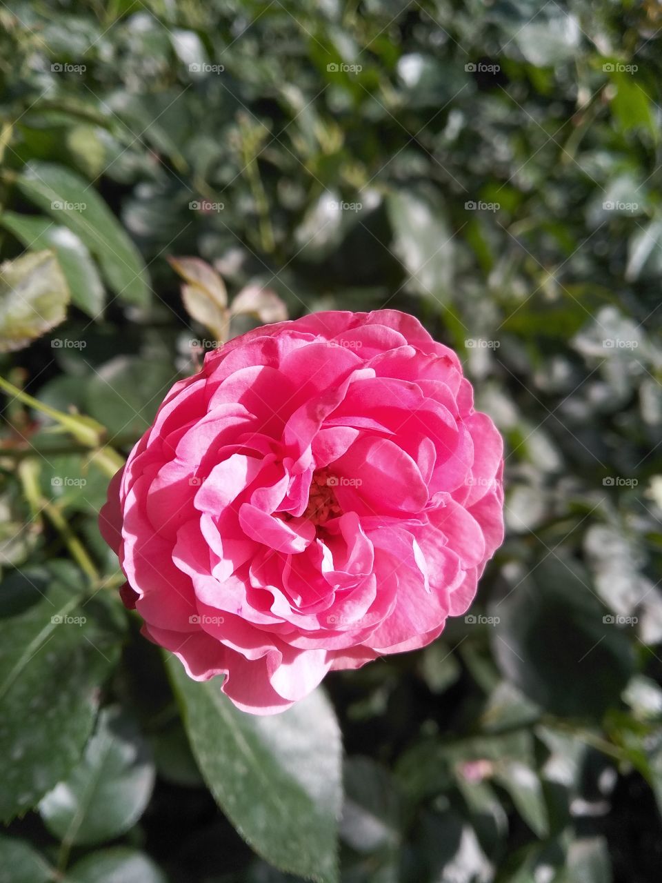 Pink head rose