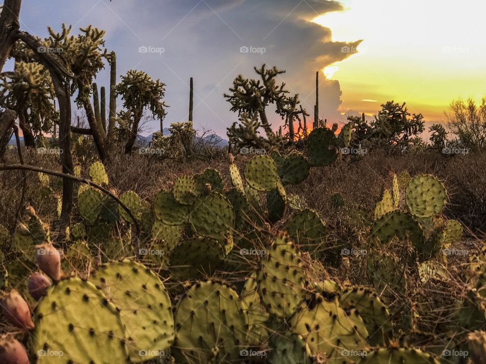 Desert Sunset Landscape 