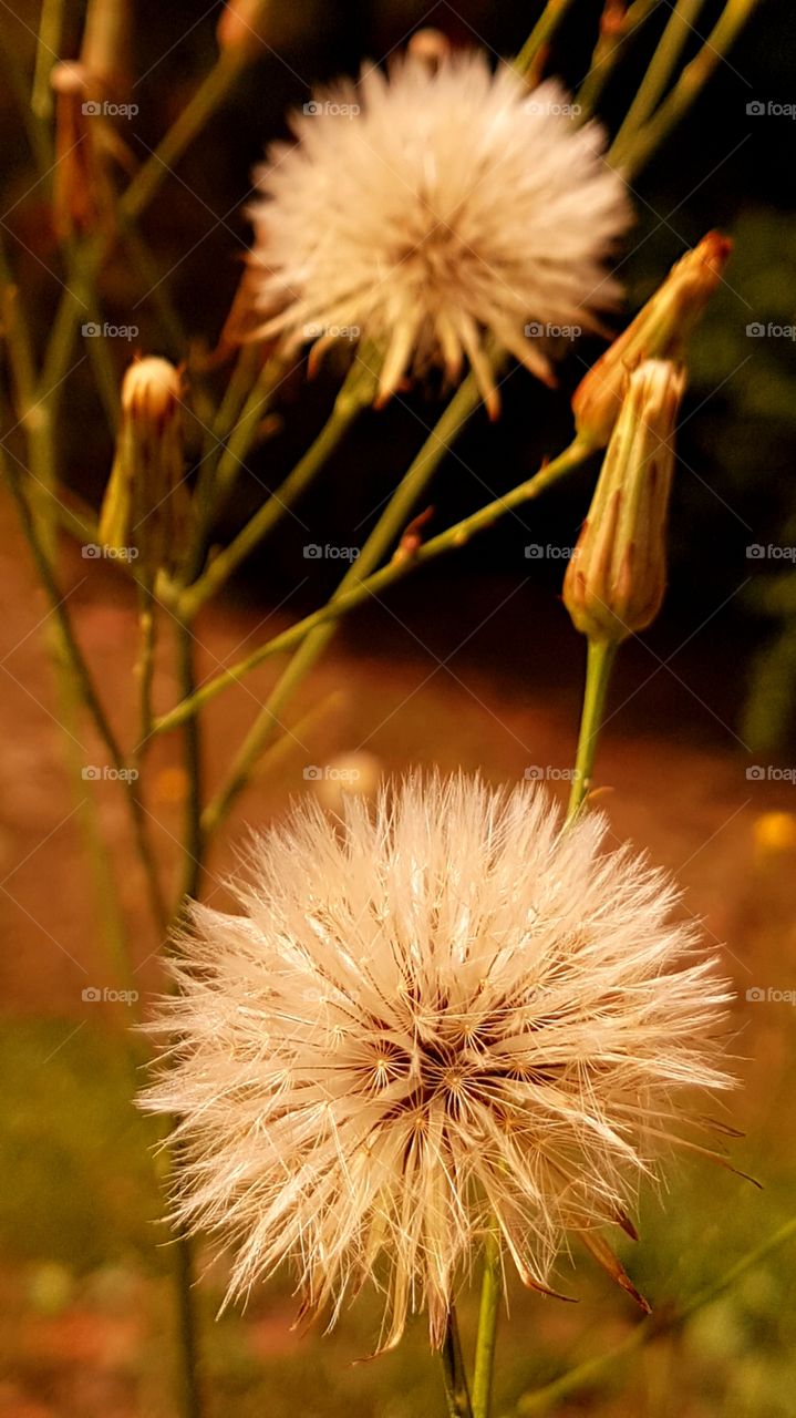 White Dandelion and your flower still young on the background