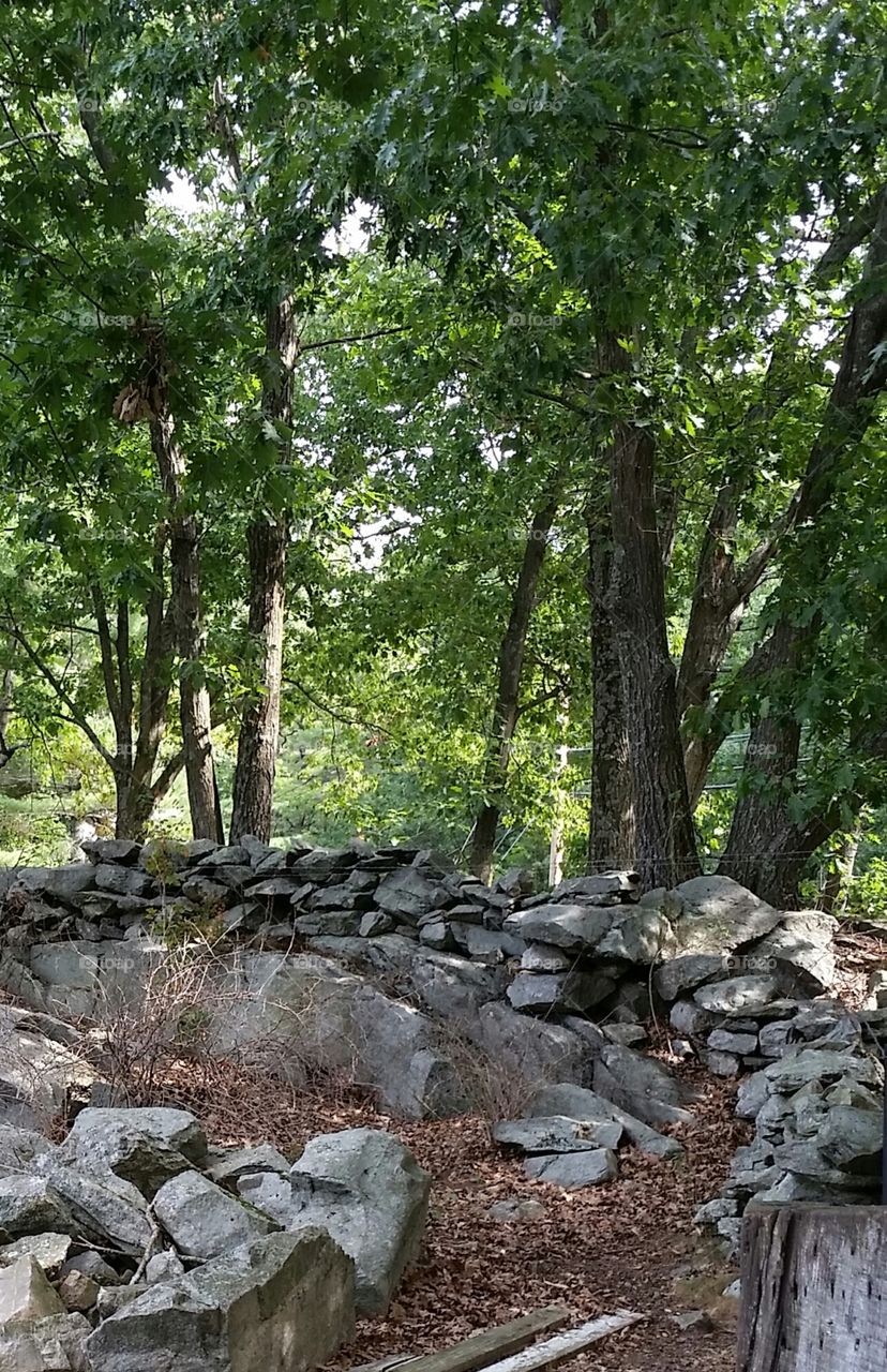 rocks and trees