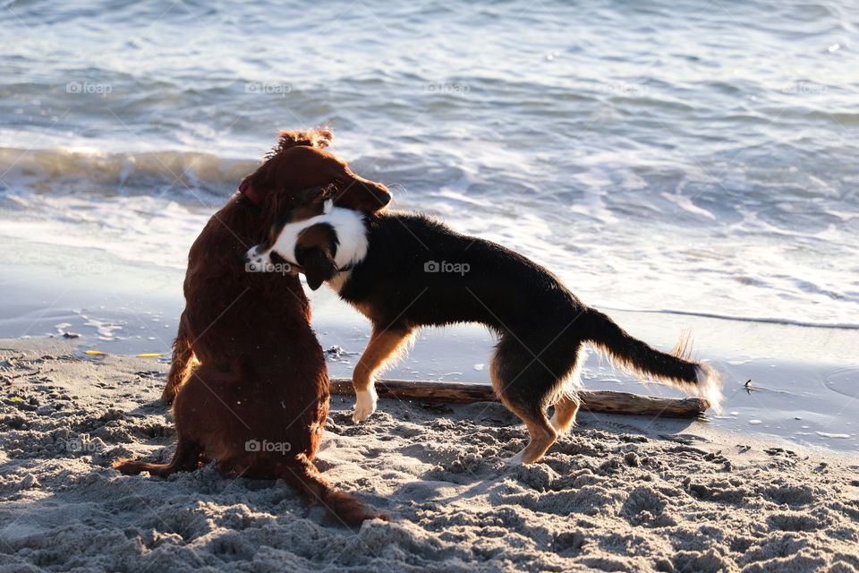 Dogs in love by the ocean 