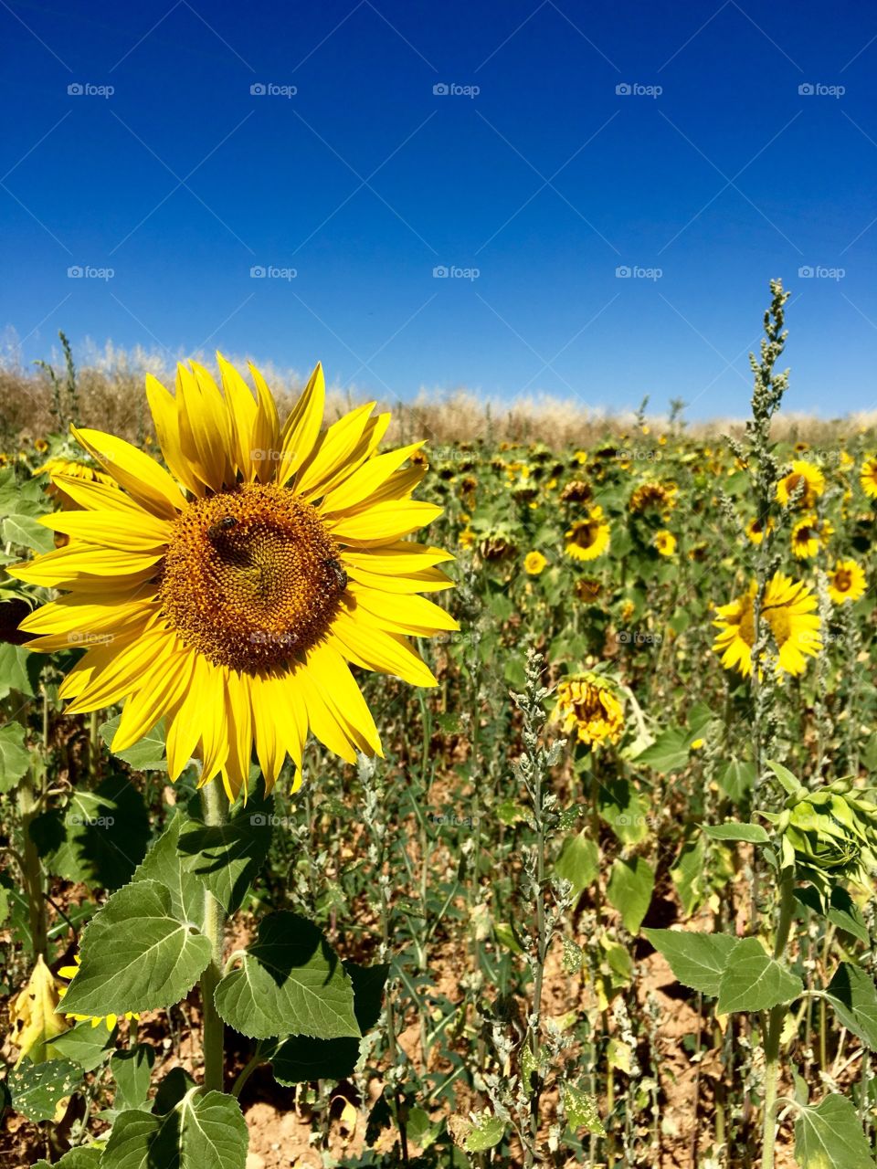 Captivated by the bee humming on this sunflower amidst a bright yellow field of life, color and fragrance 