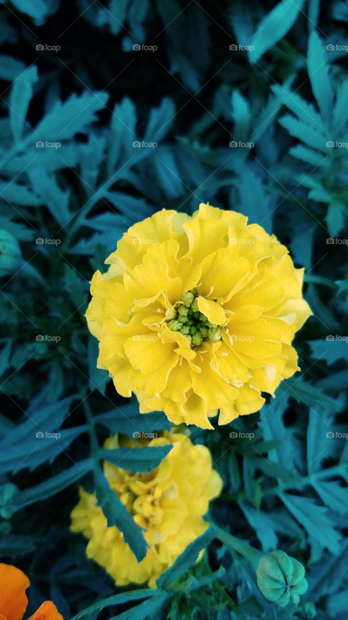 Marigold