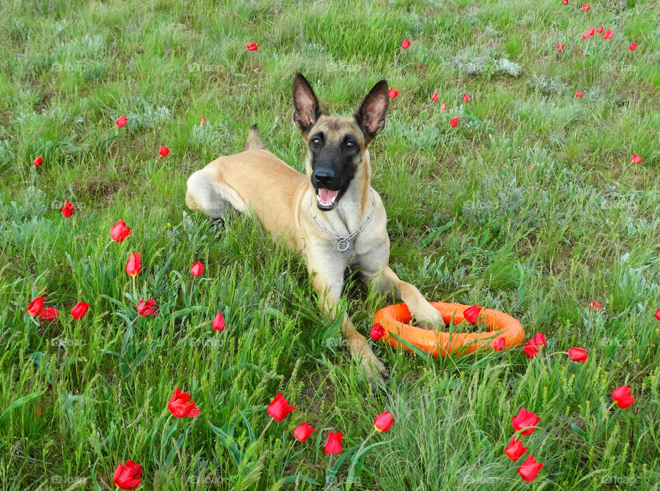 Belgian shepherd malinois dog and spring tulips 🌷