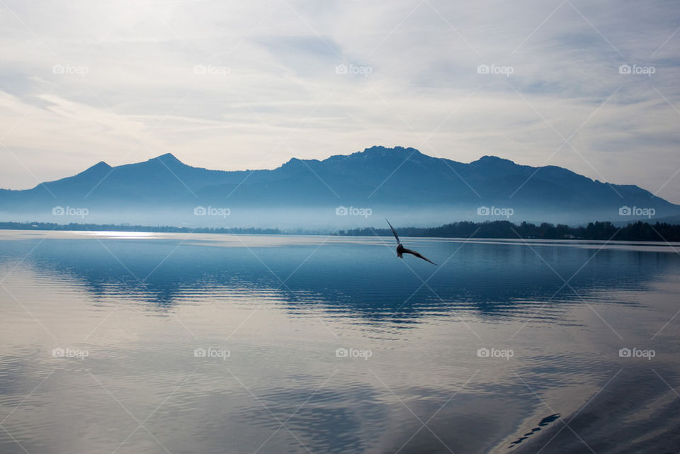 Bird at the lake