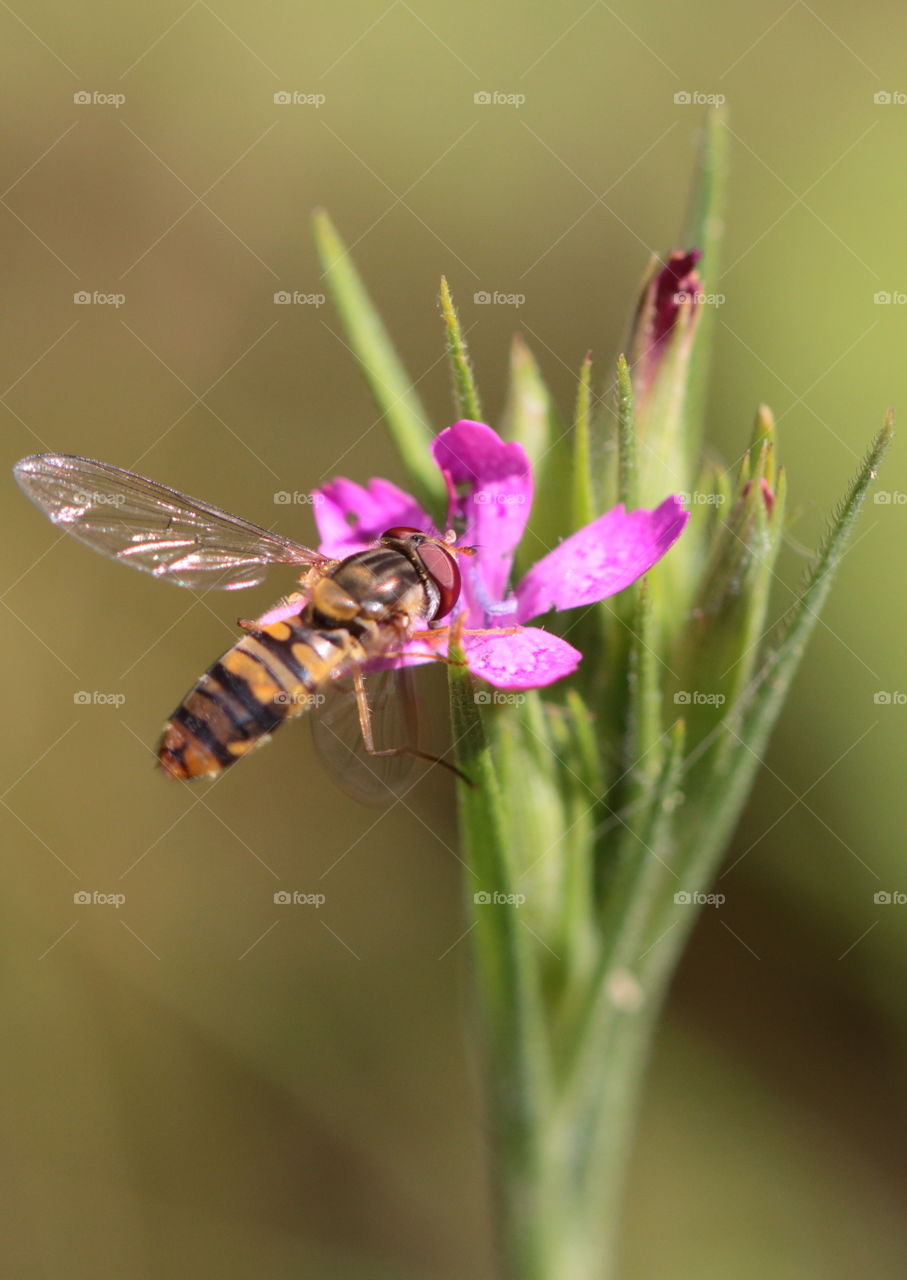 Wasp On Flower