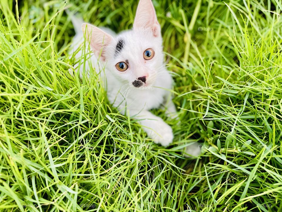 Black and white kitten 