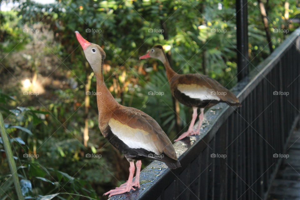 A pair of black bellied whistling ducks