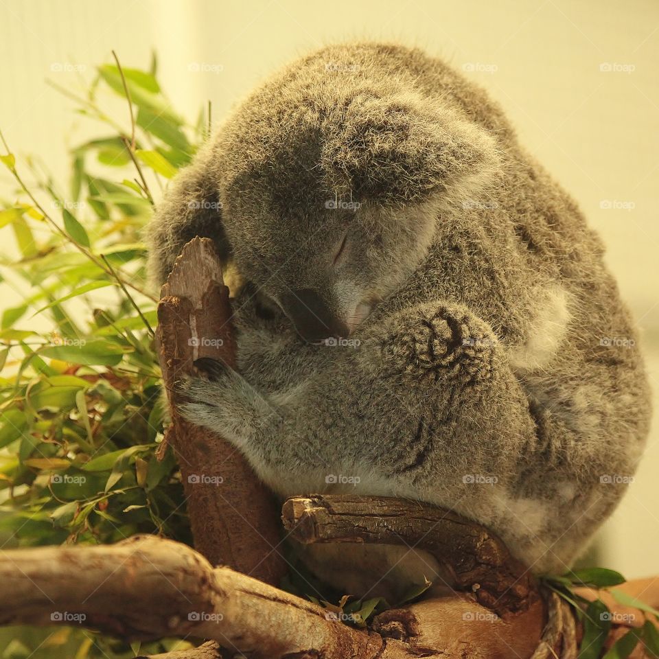 Sleeping Koala. Lowry Park Zoo is home to two koalas who sleep the majority of the day