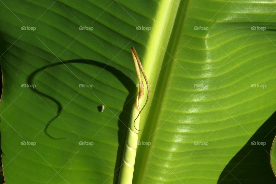 Shadows on the banana leaf