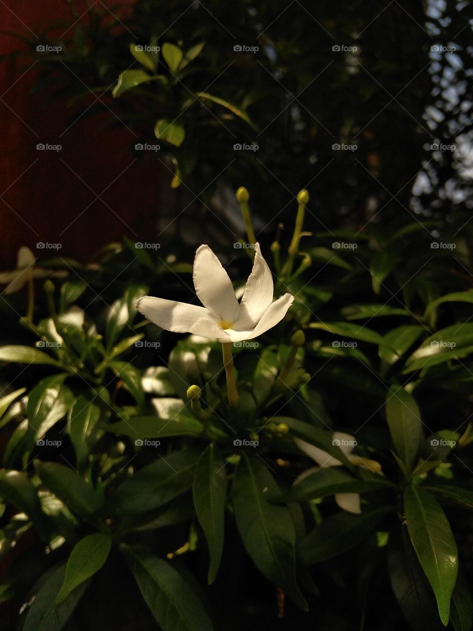 This plant can be found in the yard area of the house or in a cemetery with white and pointed and is usually used as a skin moisturizer