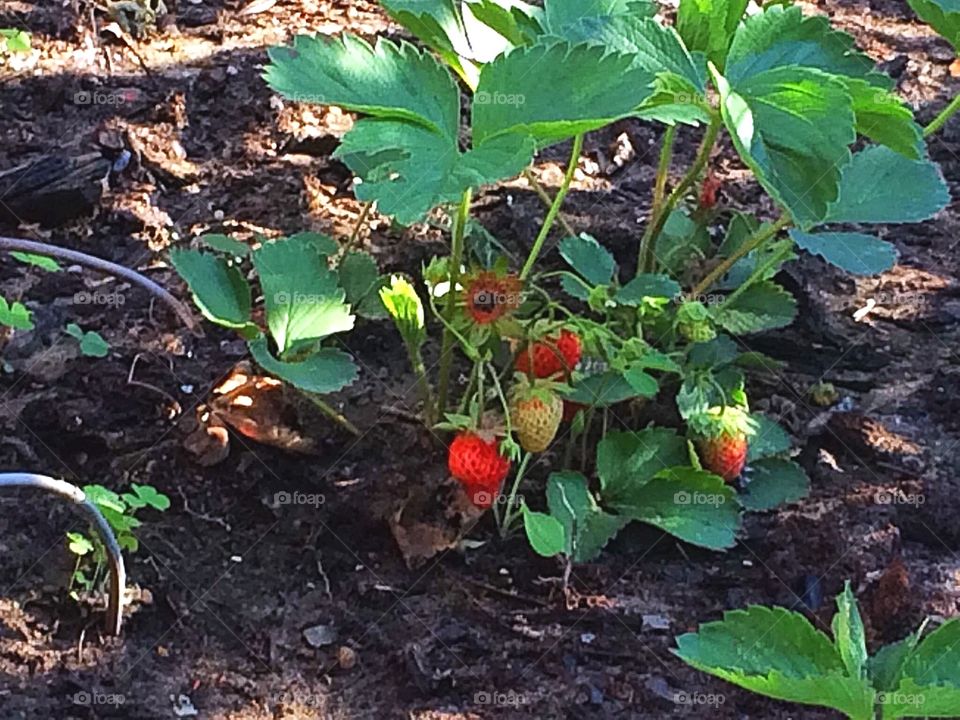 Strawberry time! From my garden 