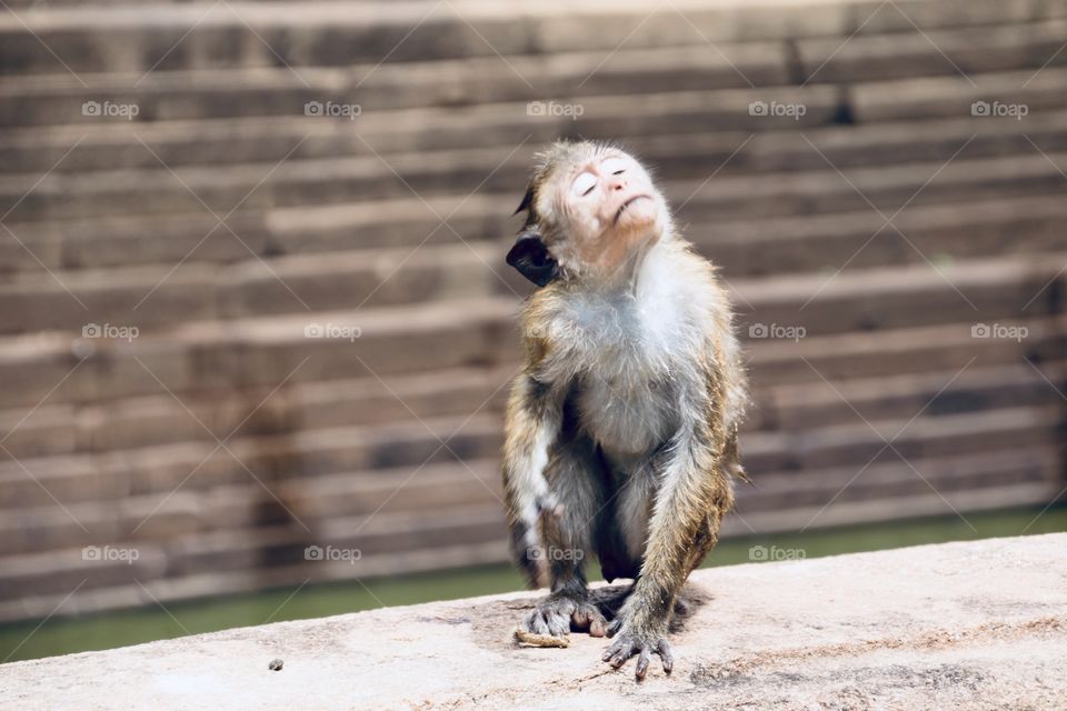 A sunny day. Smart Monkey