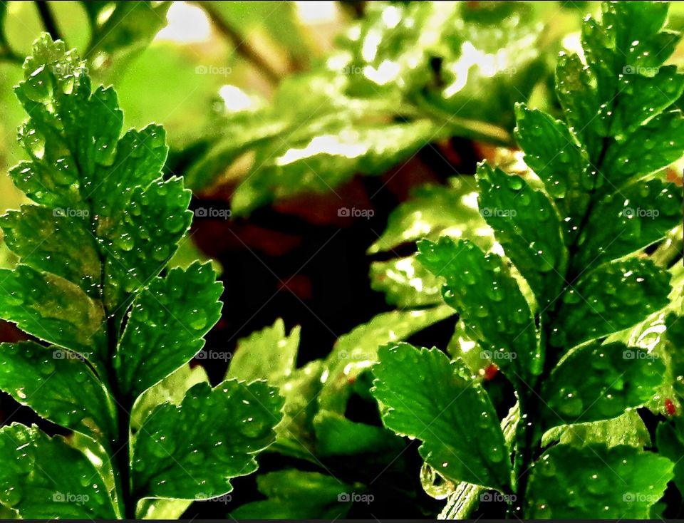 Fern that’s been watered