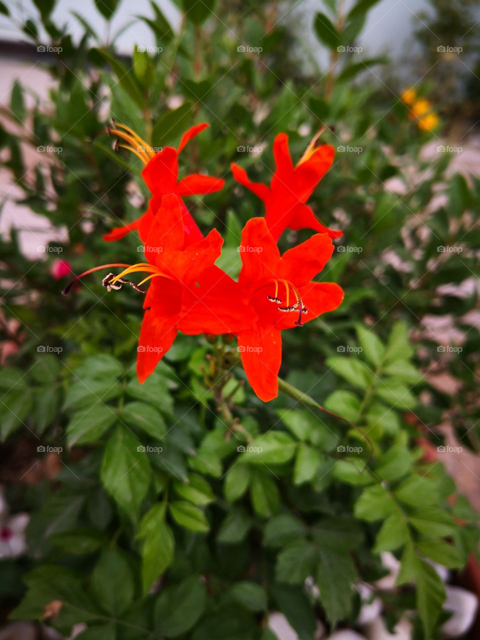 Red flower