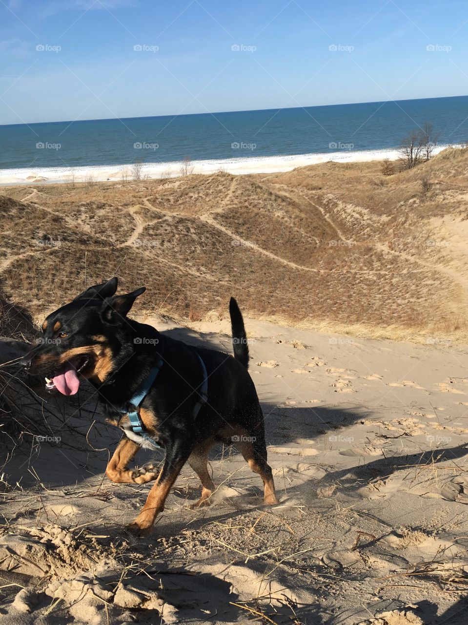 Puppy bliss! Running up and down lake michigans sand dunes 