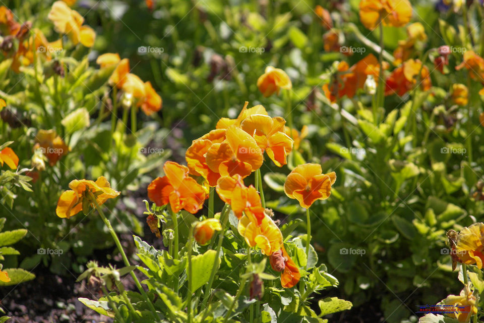 Flowers