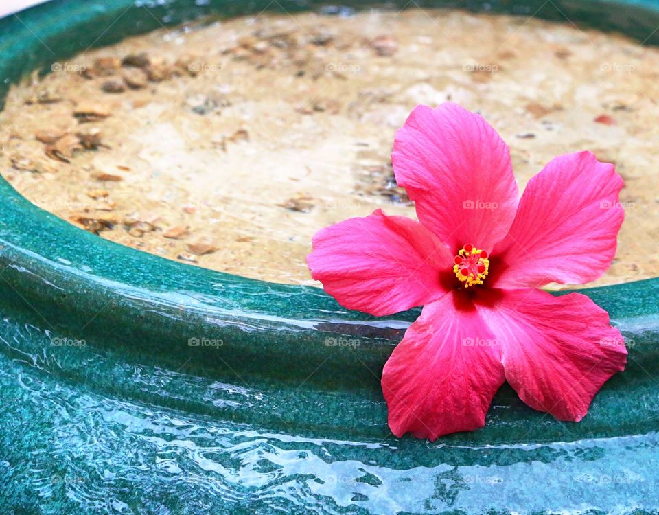 Hibiscus flower in fountain
