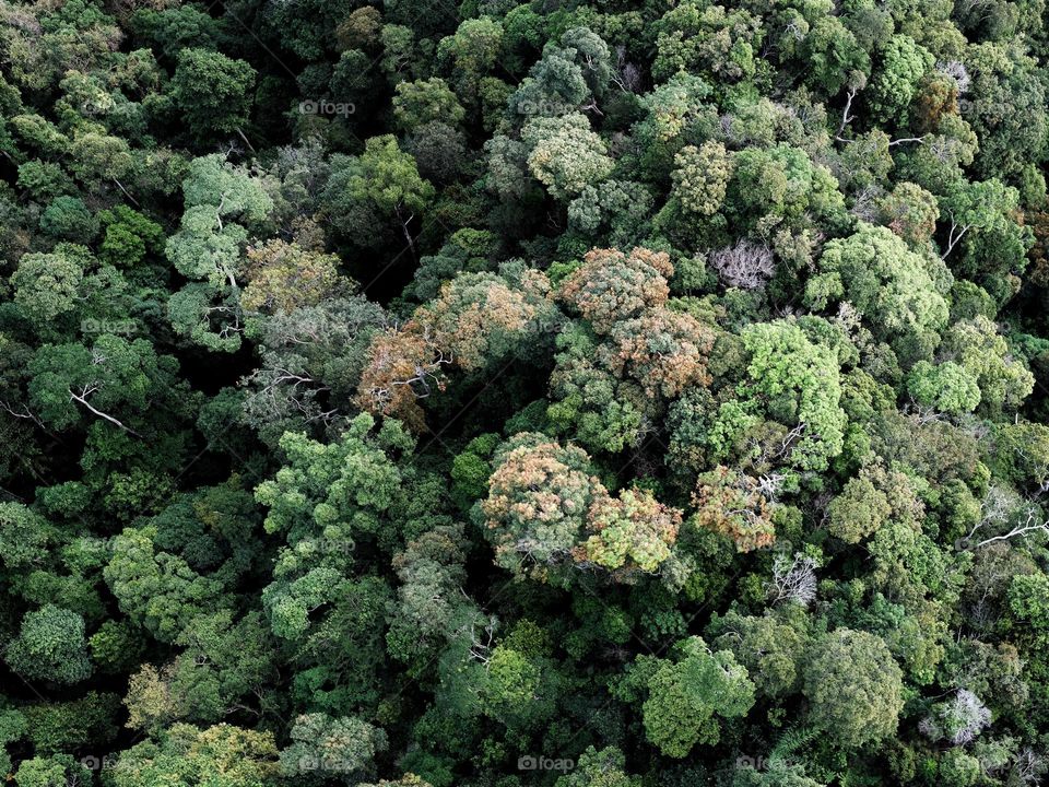 High level view of rainforest in Langkawi Island, Malaysia