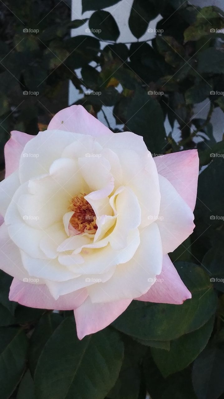 white rose with a hint of pink