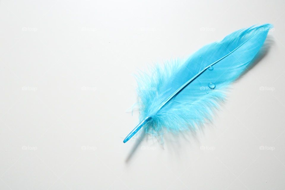 Blue feather 💙