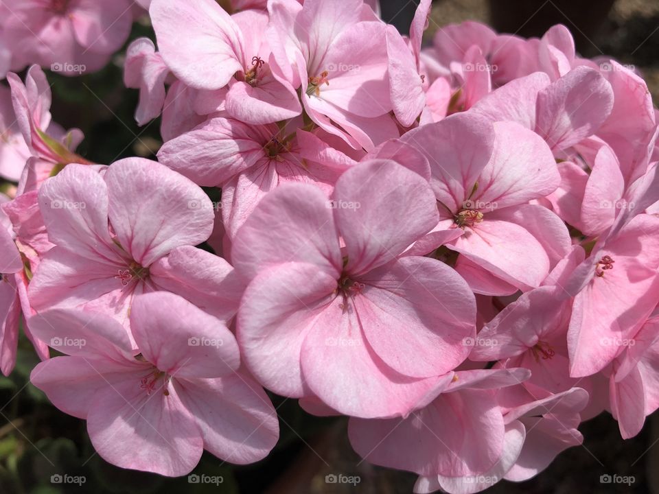 This delicate but very interwoven and colorful pink flower is known as the “bullseye mxd.”