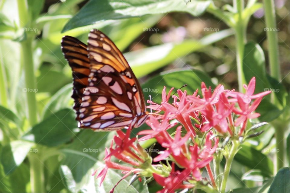 Gorgeous Butterfly Closeup 