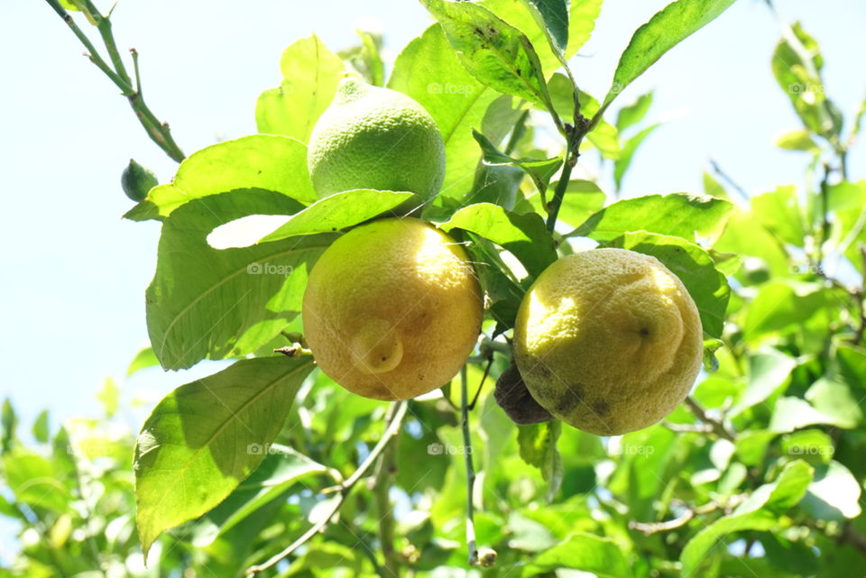 A pair of Lemons
Spring California