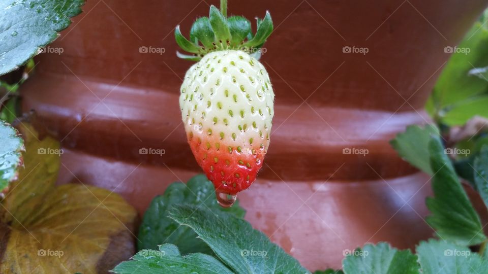 Growing strawberries