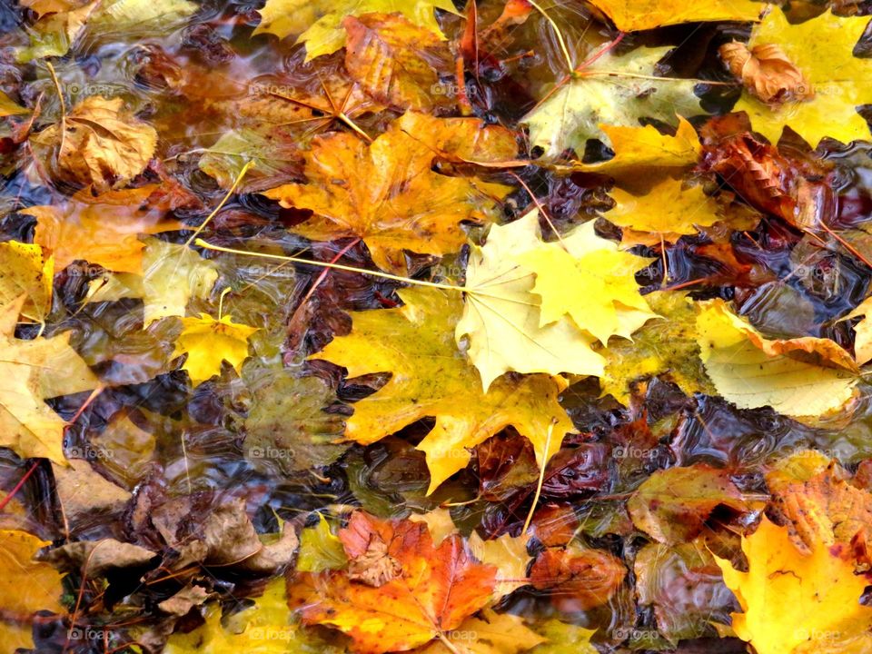 Full frame of autumn leaves