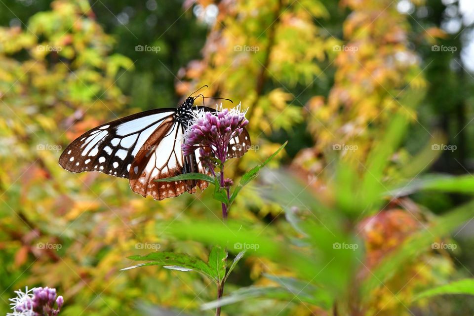 Butterfly on the flower