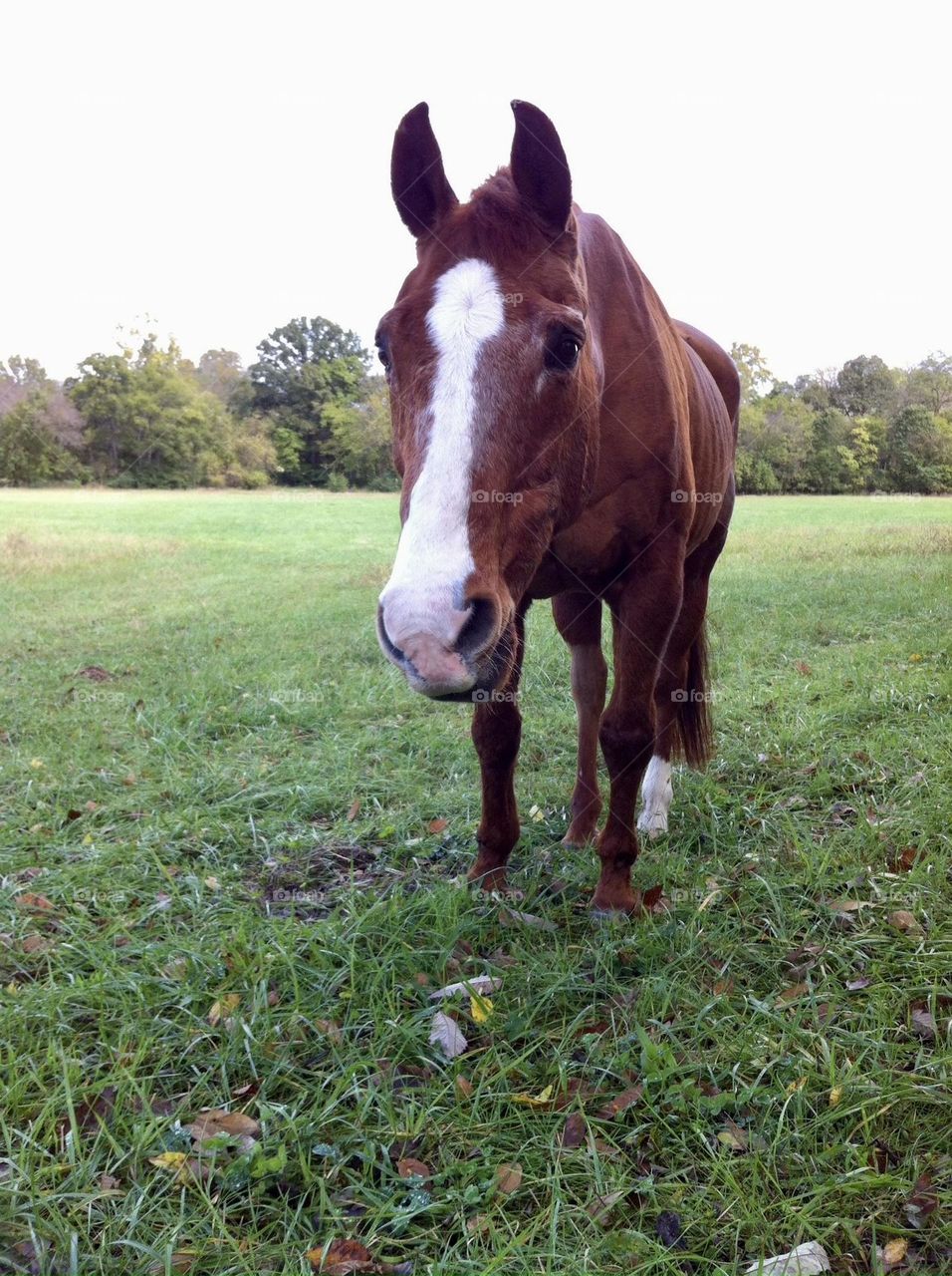 Chestnut quarter horse in hayfield on late summer day on farm in countryside vacation tree line field 