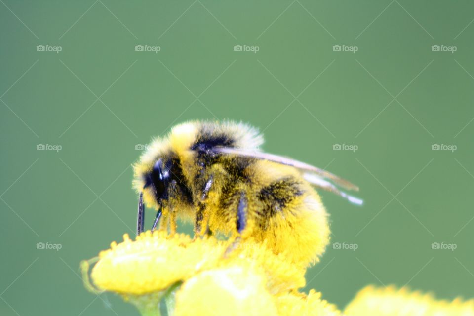 Bumblebee