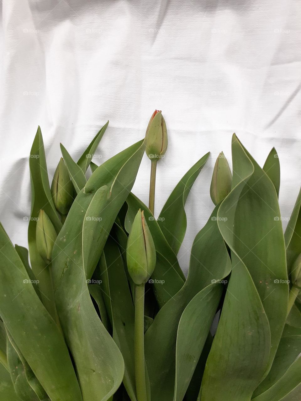 Buds of spring pastel green tulips on a white background