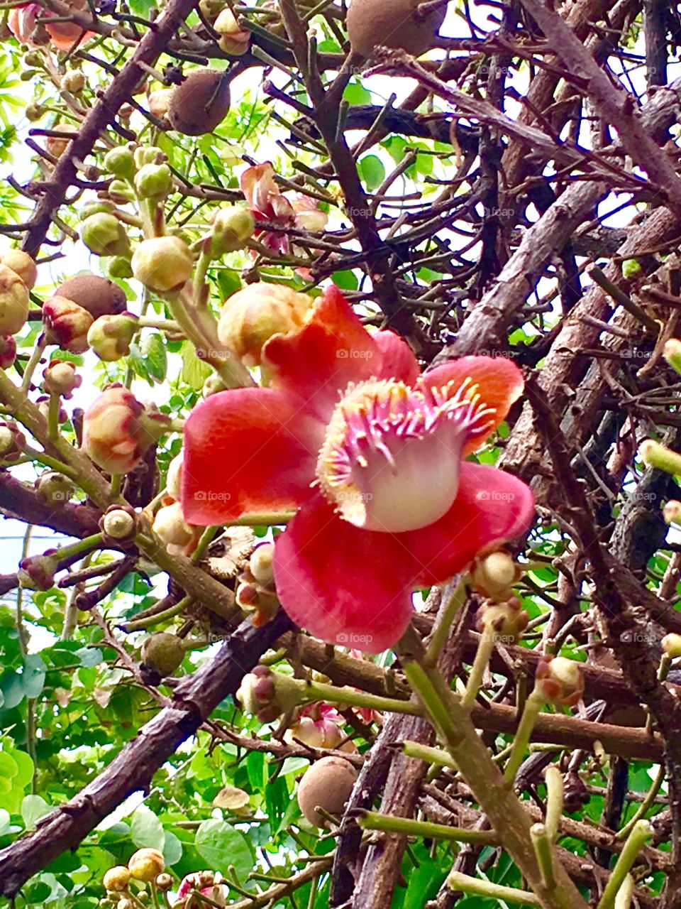 Barbados flower 