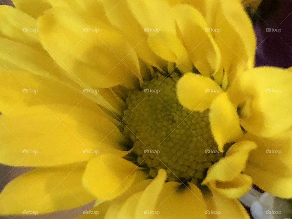 Yellow flower