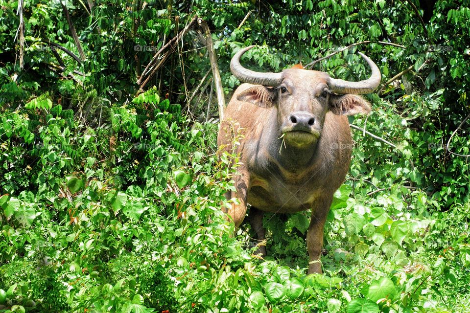 buffalo coming out of jungle in Perak Malaysia