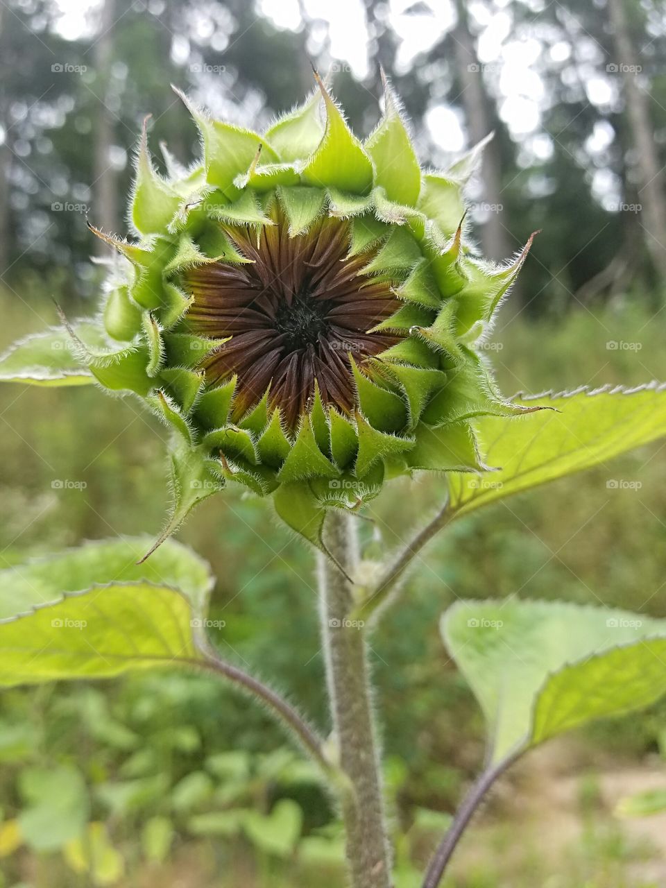 sunflower ready to bloom