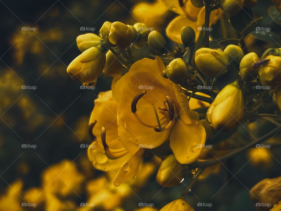 Rainy days when the flowers blossom and the sound of rain hitting the puddles brings peace! 