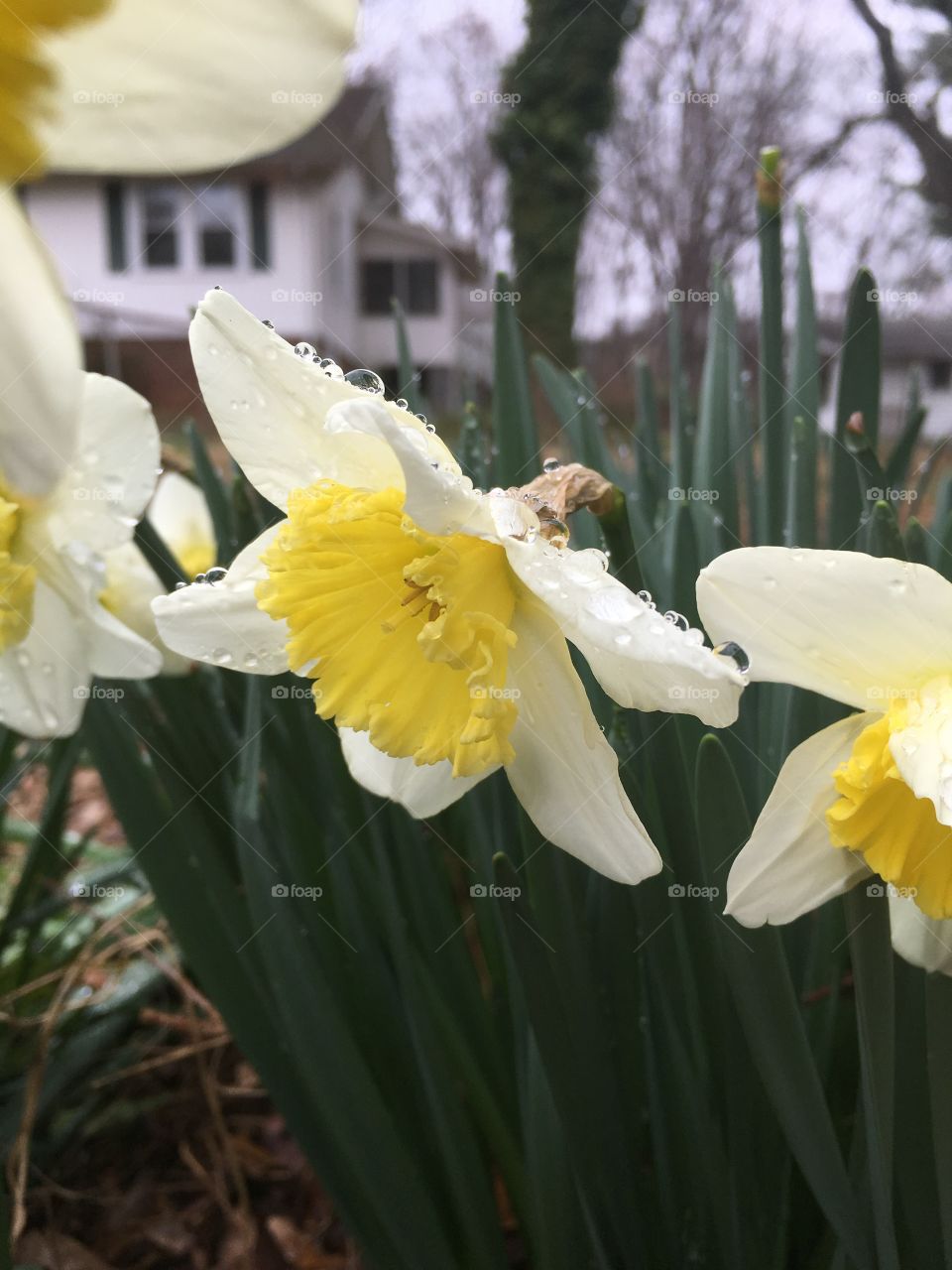 Raindrops on daffodils